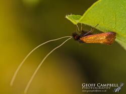 7.007 Adela cuprella - Sallow Longhorn
