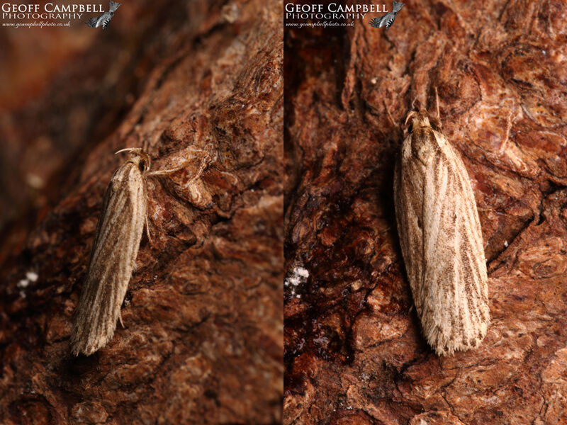 32.029 Agonopterix umbellana (Gorse Buff)