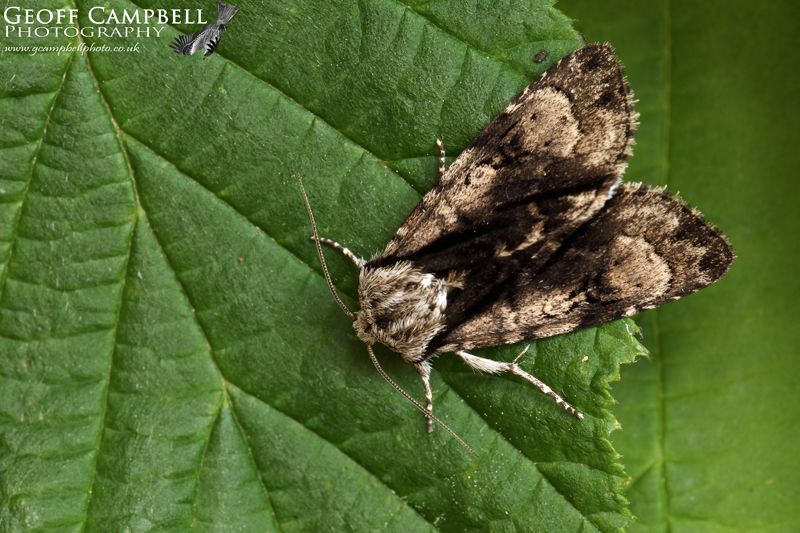 Alder Moth
