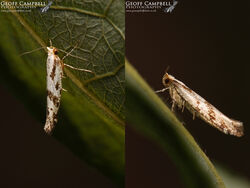 20.022 Argyresthia bonnetella