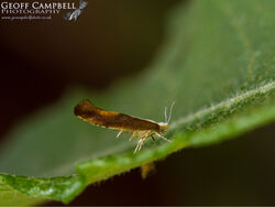 20.023 Argyresthia albistria - Dark Blackthorn Tip Moth