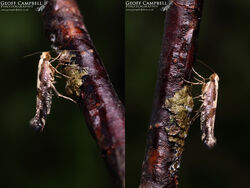 Argyresthia conjugella