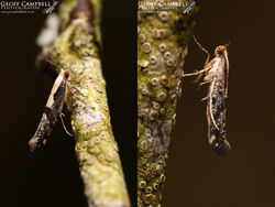 20.019 Argyresthia conjugella - Apple Fruit Moth