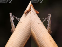 15.015 Aspilapteryx trinipennella - Ribwort Stilt