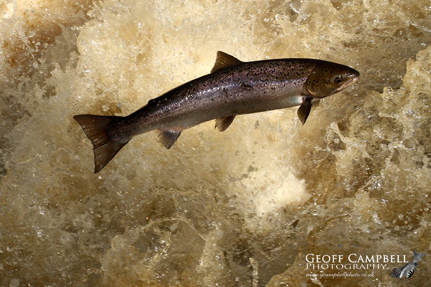 Atlantic Salmon