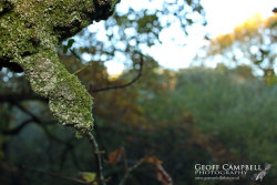 Moths in Their Habitats