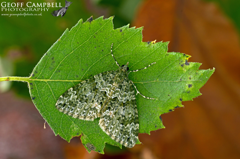 Autumn Green Carpet