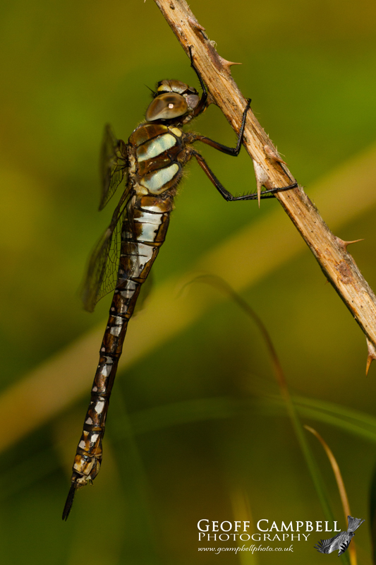 Migrant/Autumn Hawker (Aeshna mixta)