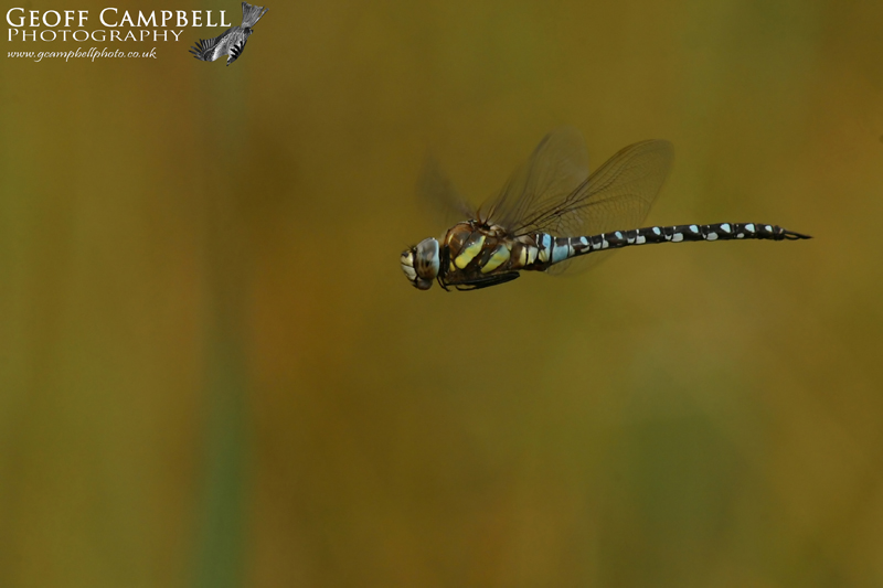 Migrant/Autumn Hawker (Aeshna mixta) in Flight