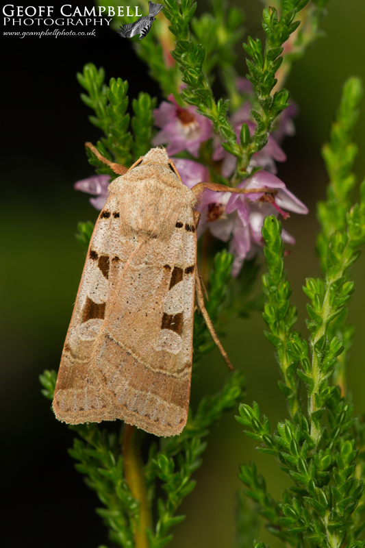 Autumnal Rustic
