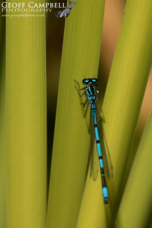 Azure Bluet (Coenagrion puella)