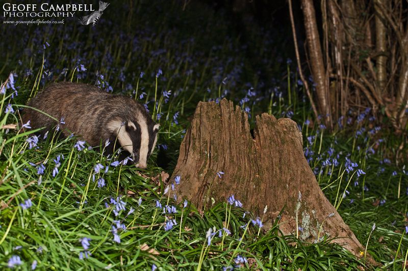 Badger in Bluebells