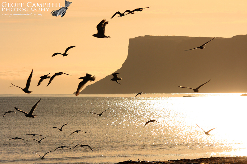 Ballycastle Gulls