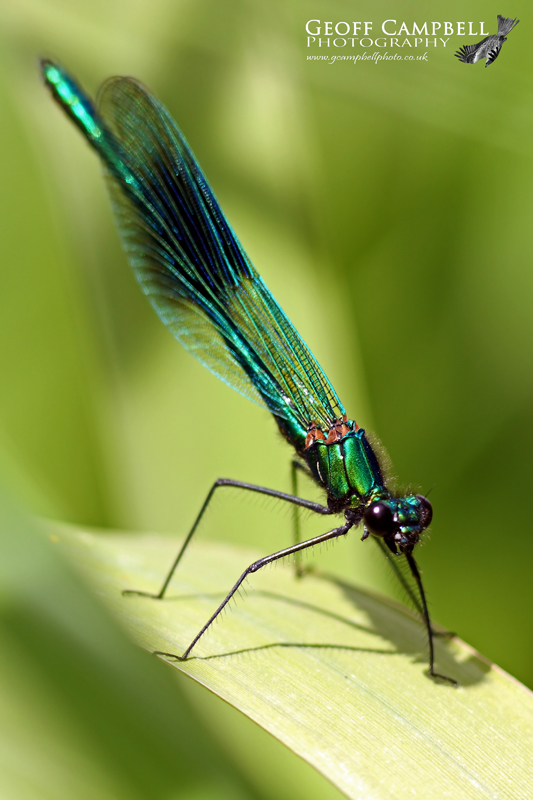 Banded Demoiselle (Calopteryx splendens)