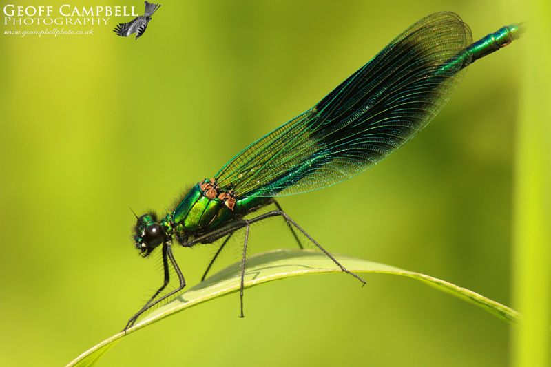 Banded Demoiselle (Calopteryx splendens)