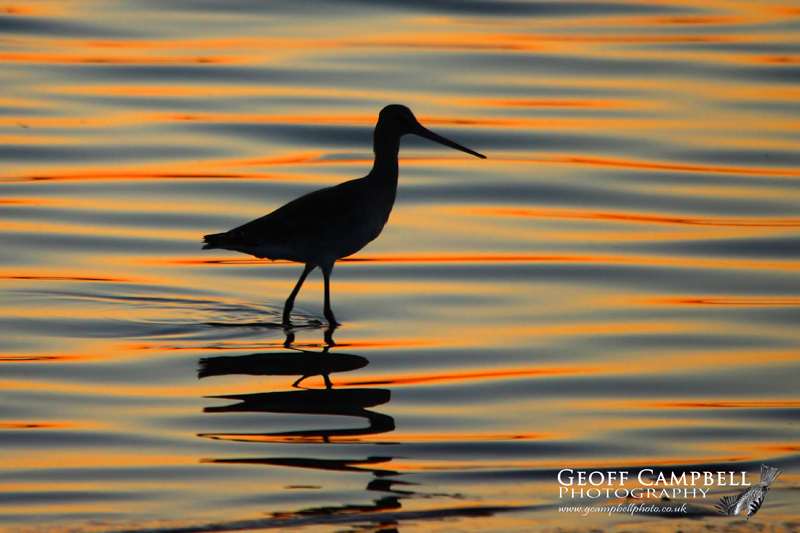 Bar-Tailed Godwit at Sunset