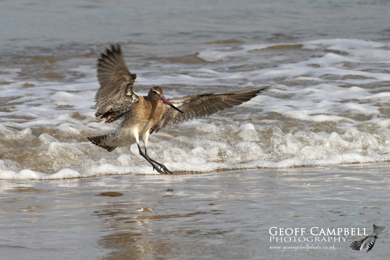 Bar-tailedGodwit