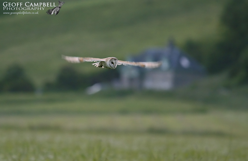 Barn Owl