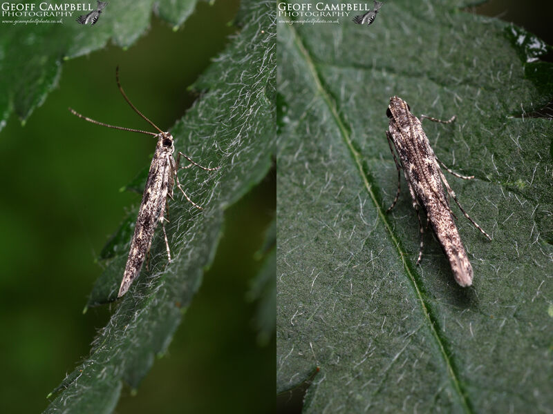 36.001 Batrachedra praeangusta - Poplar Needle-moth