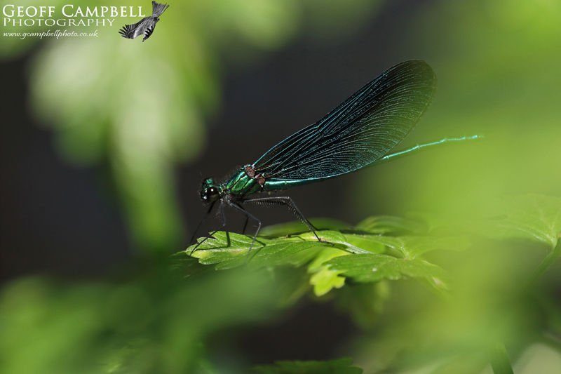 Beautiful Demoiselle (Calopteryx virgo)