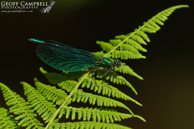 Beautiful Demoiselle (Calopteryx virgo)
