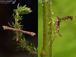 45.010 Amblyptilia acanthadactyla - Beautiful Plume
