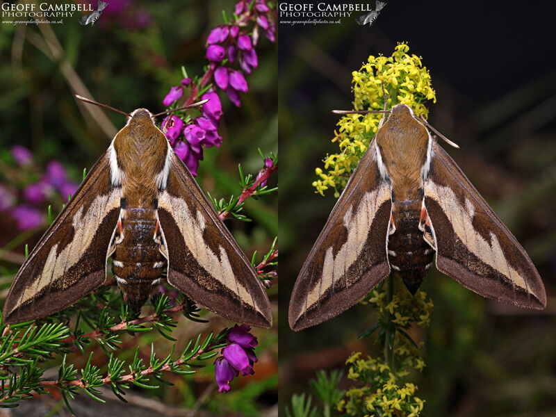 Bedstraw Hawk-moth (Hyles gallii)