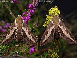 Bedstraw Hawk-moth (Hyles gallii)