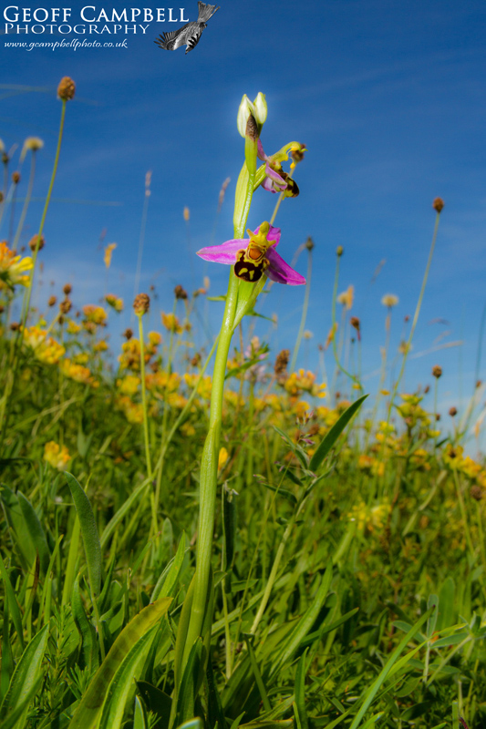 Bee Orchid