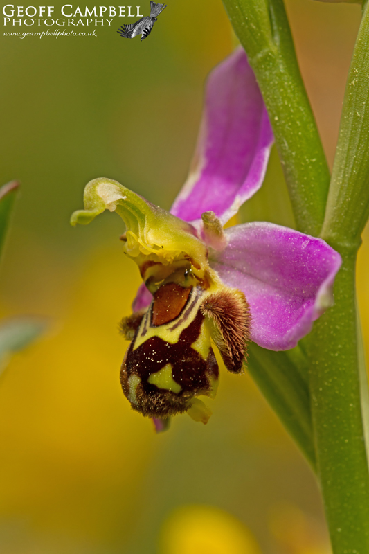 Bee Orchid