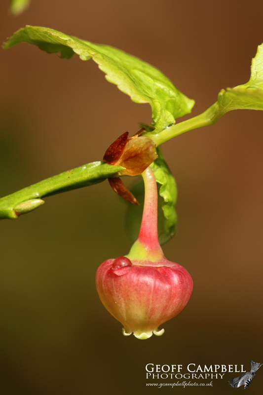 Bilberry