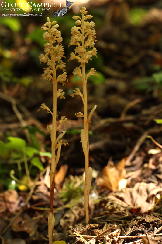 Birds Nest Orchid