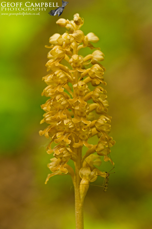 Birds Nest Orchid