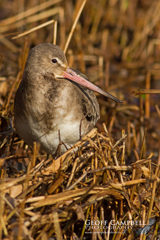 Black-tailed Godwit