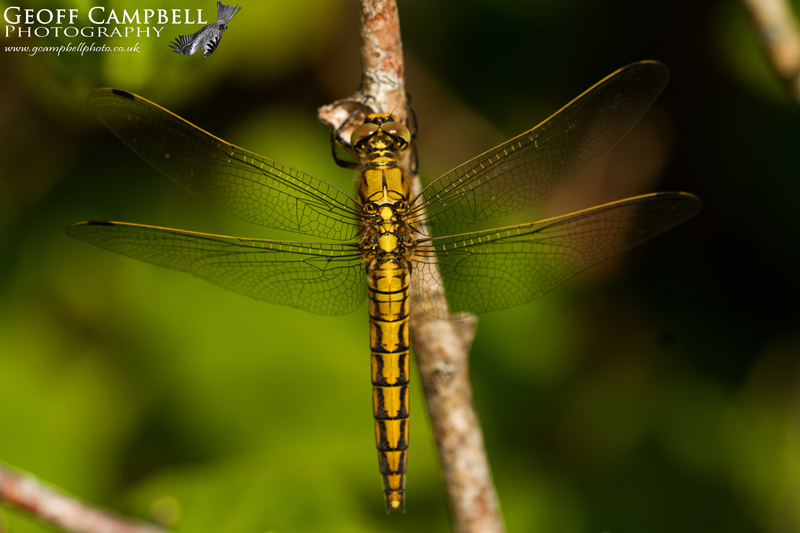 Black-tailed Skimmer (Orthetrum cancellatum) - Female