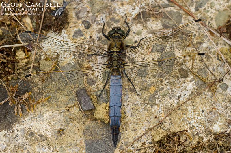 Black-tailed Skimmer (Orthetrum cancellatum) - Male