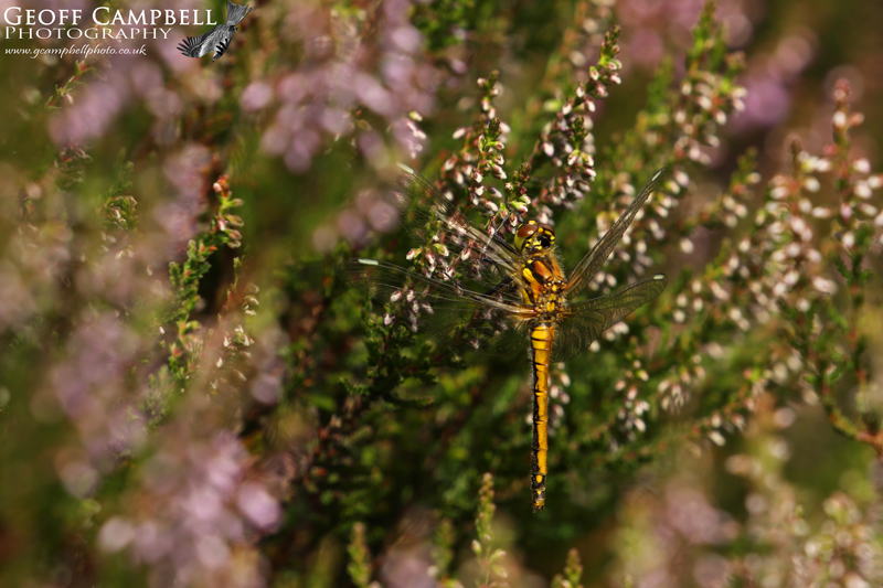 Black Darter (Sympetrum danae) - female