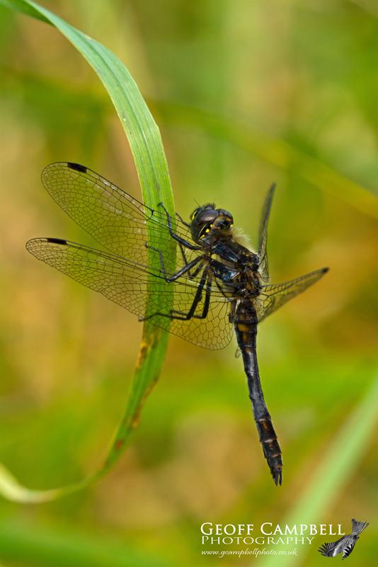 Black Darter (Sympetrum danae) - male