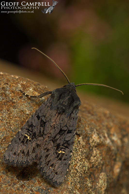 Black Rustic