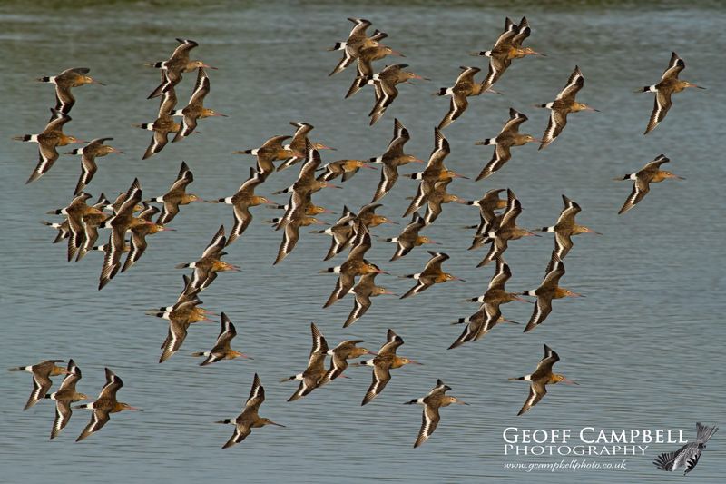 Black tailed Godwit Flock