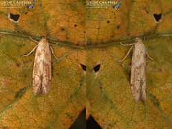 41.003 Blastobasis lacticolella - Large Pale Masoner