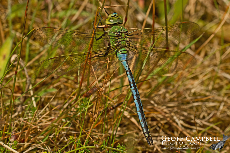 Blue Emperor (Anax imperator)