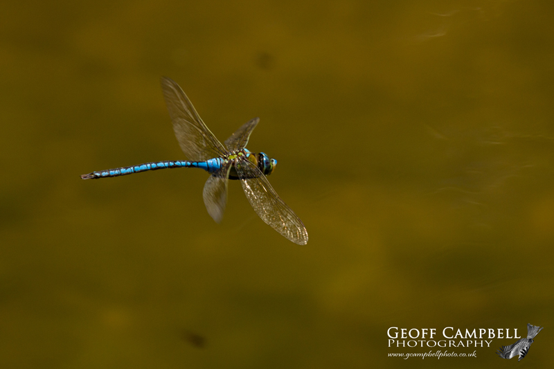 Blue Emperor (Anax imperator) in Flight