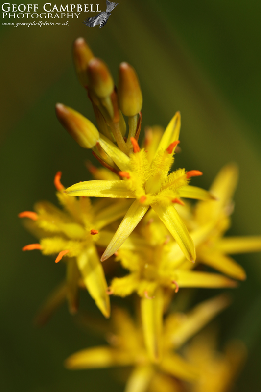 Bog Asphodel