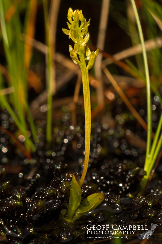 Bog Orchid