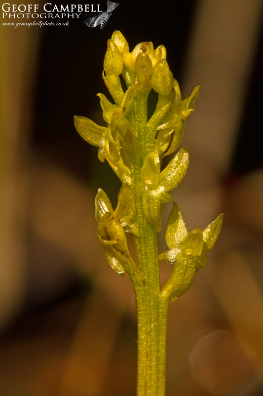 Bog Orchid