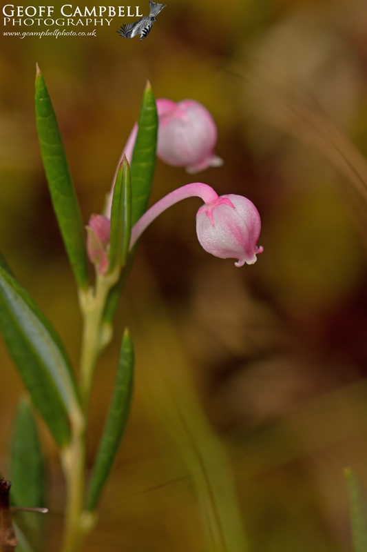 Bog Rosemary