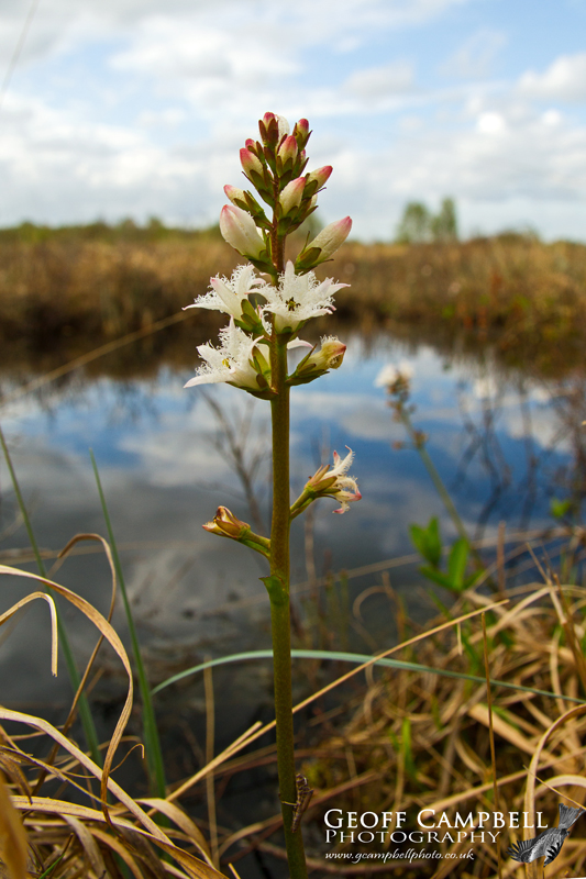 Bogbean