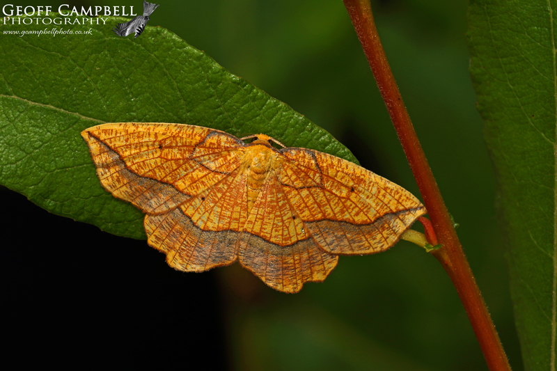Bordered Beauty