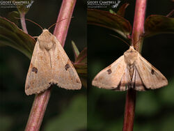 Bordered Straw (Heliothis peltigera)